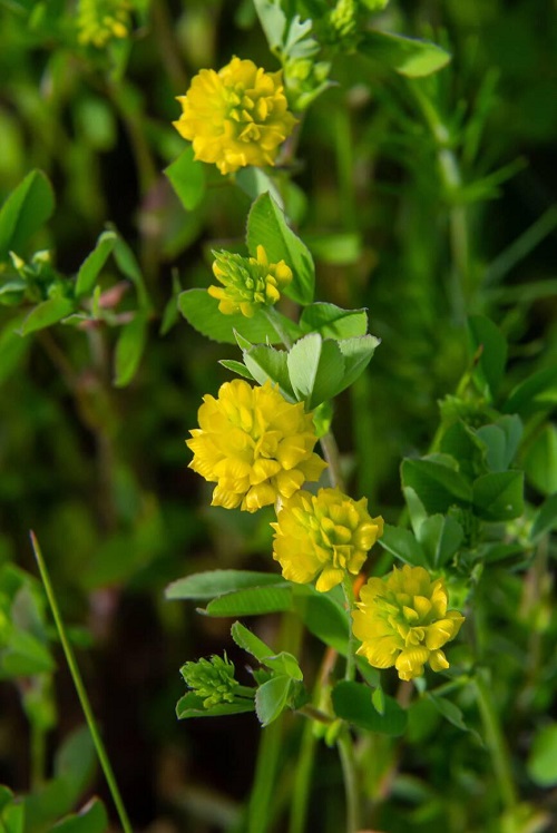 Irish Flowers 1