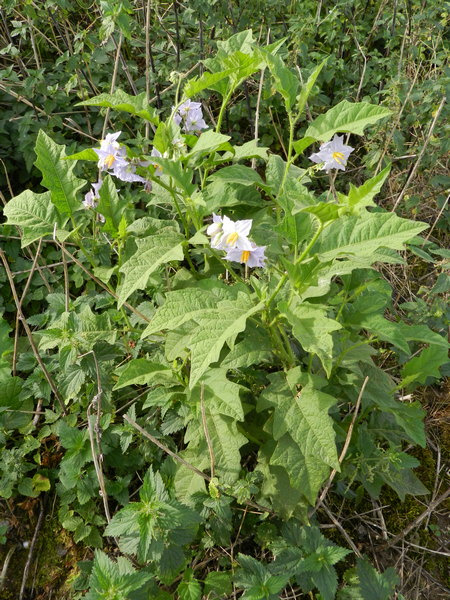 horsenettle like Lambsquarters 