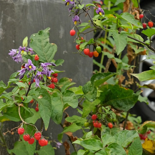 Lambsquarters like plants 2