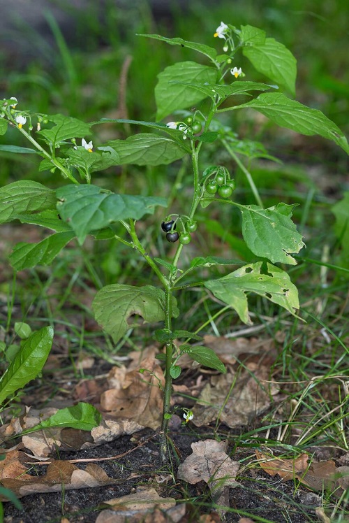 plants like Lambsquarters