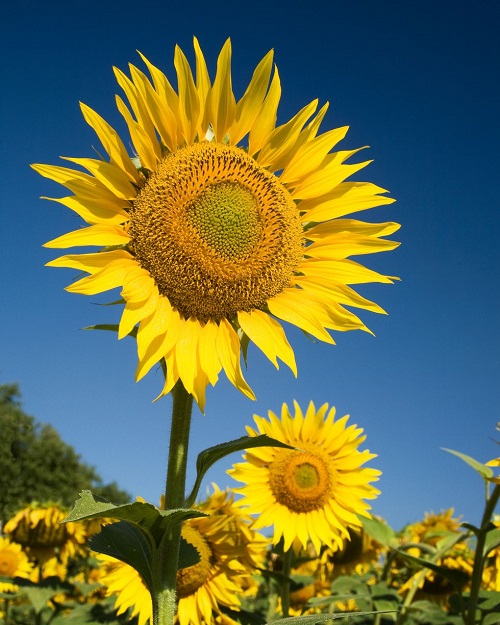 sunflower That Represent Strength