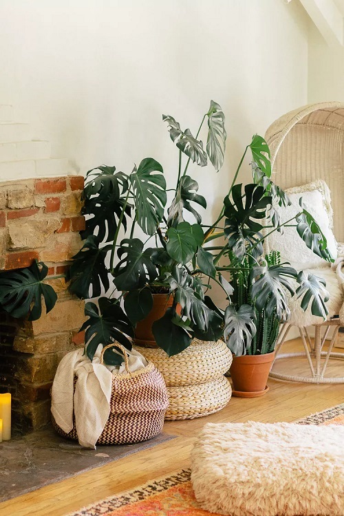 Monstera on terracota pot