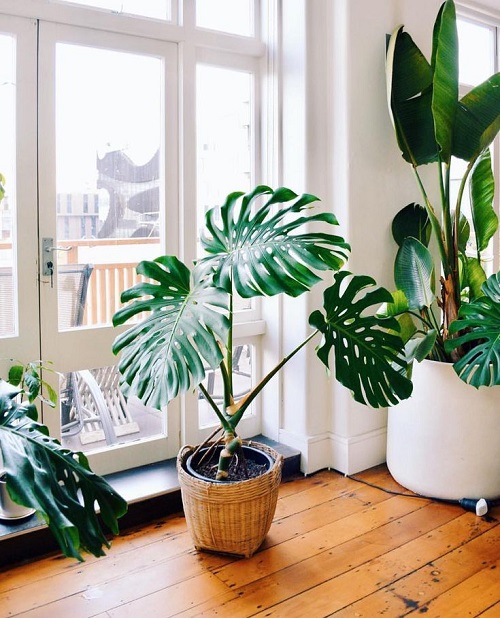 Best Pots For Monstera 3