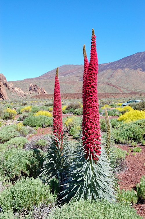 tallest flower 6