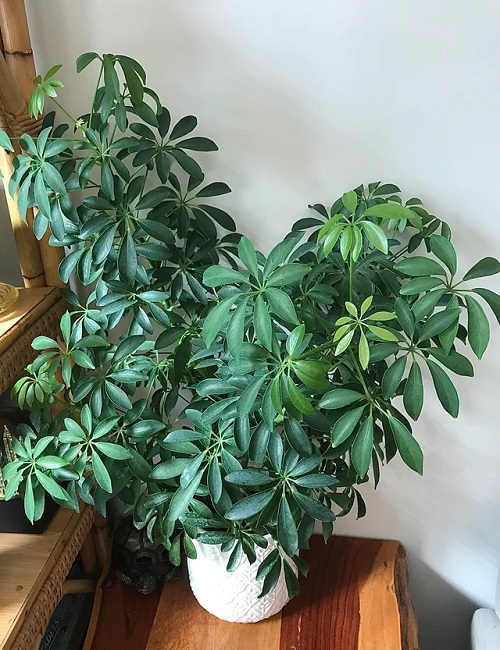 8 Leaf House Plants