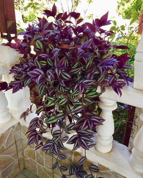 bigger Wandering Jew 