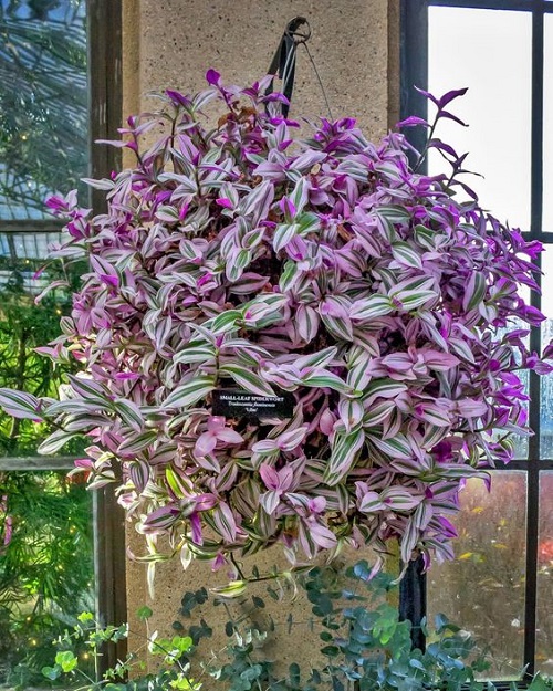 Wandering Jew in sunlight