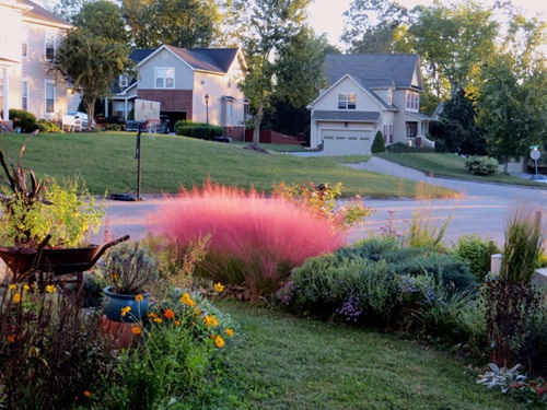 Growing  Companion Plants with Pink Muhly Grass