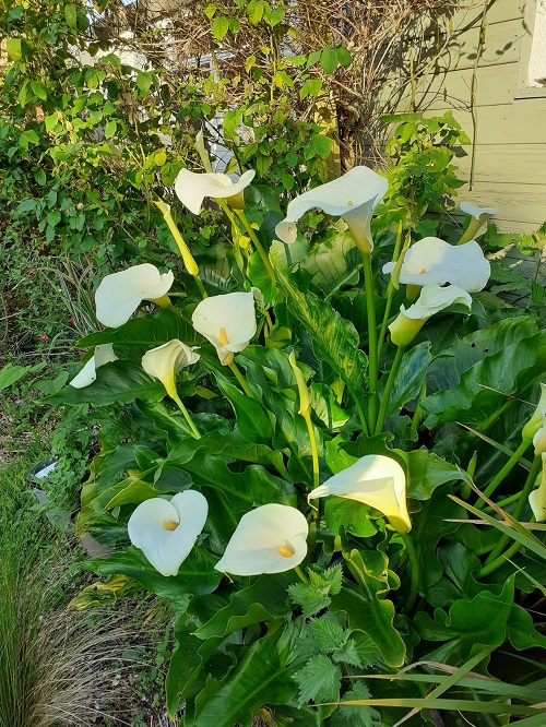 Plants that Look Like Peace Lily 5