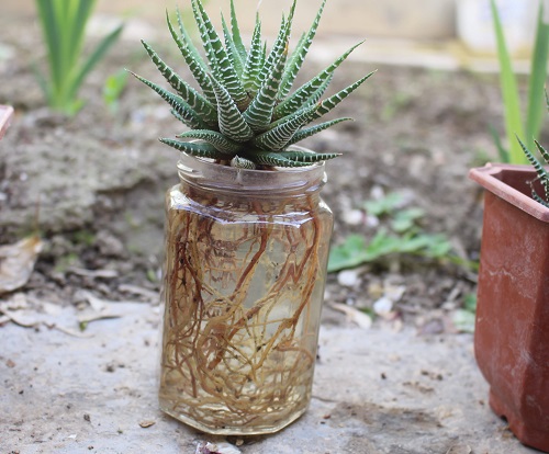 Zebra Plant grow in water