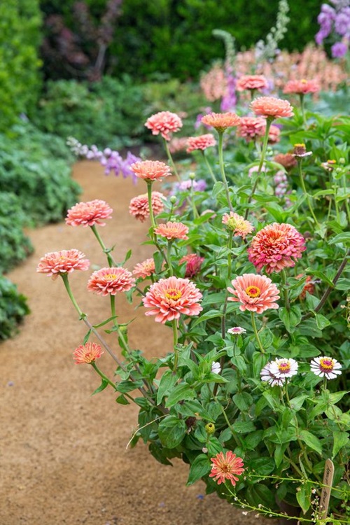  zinnia Flowers That Represent Strength