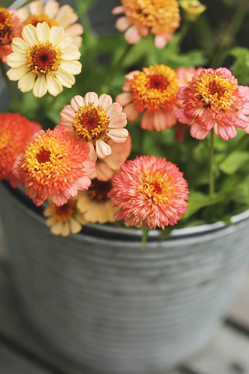 Zinnia 'Zinderella Peach' flower 5