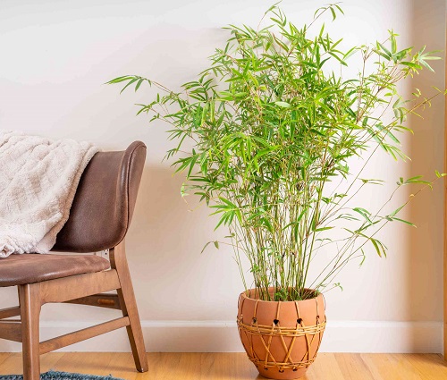 Golden Bamboo with 8 leaf