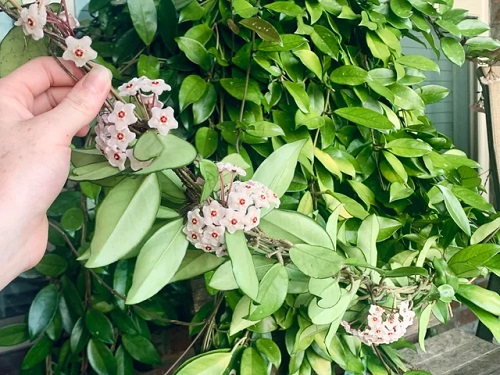 100 year old hoya indoor 6