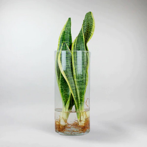 hydroponic snake plant