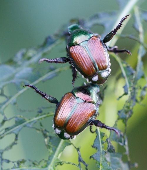 Japanese Beetles