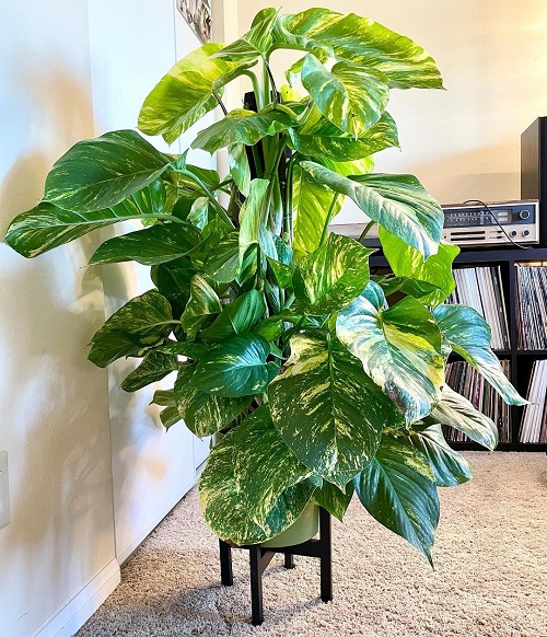 hug your pothos plant