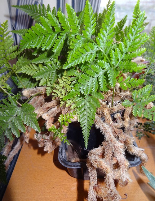 Ferns that Look Like Spider Legs 3