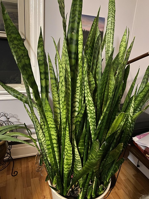 old snake plant in pot 11