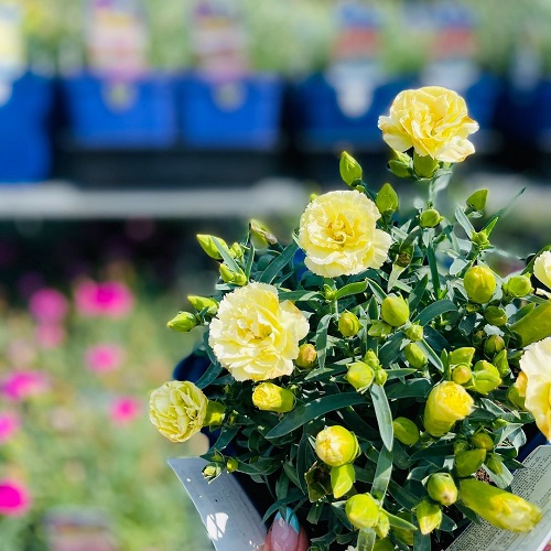 yellow carnation shows negative meaning