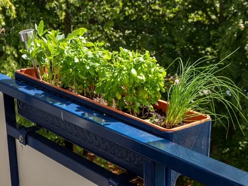 Grow Aromatic Herbs