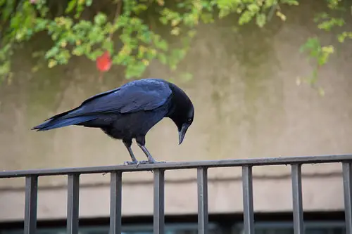 Keep the Scary Birds Away