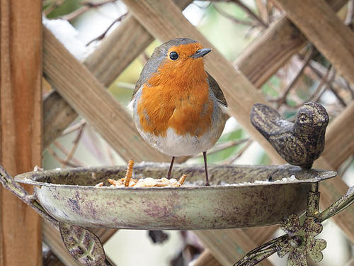 Set a Plateful of Bird Food