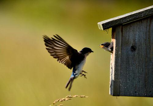 Install a Bird House