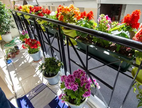 How to Invite Birds on Balcony Garden 5