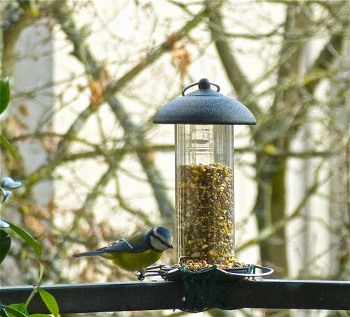 Install a Suction Bird Feeder
