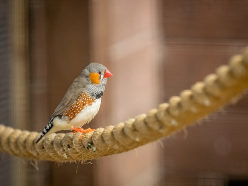  Invite Birds on Balcony Garden Tie a Rope