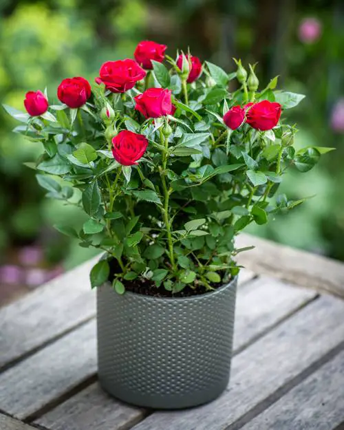 Flowers That Can Make You More Beautiful