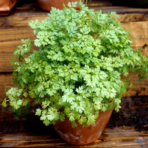 Best Partial Shade Herbs 10