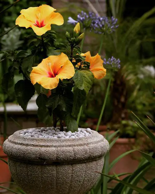 Flowers That Can Make You More Beautiful