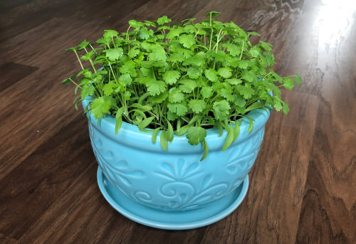 Best Partial Shade Herbs 2