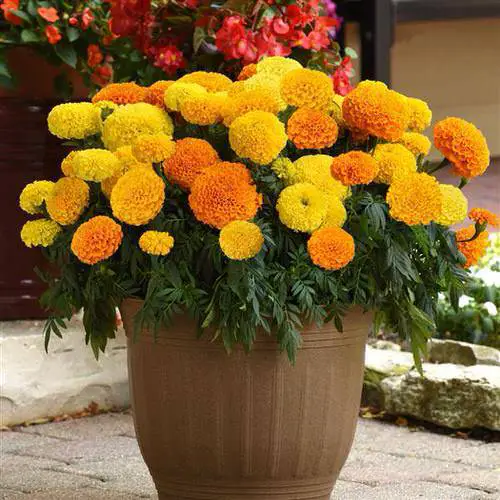 Amazing Best cut flower 