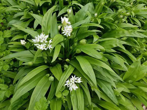 Best Partial Shade Herbs 4