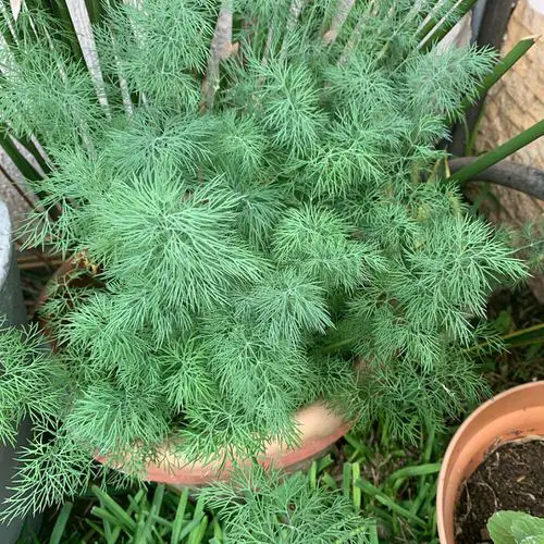 Best Partial Shade Herbs 6
