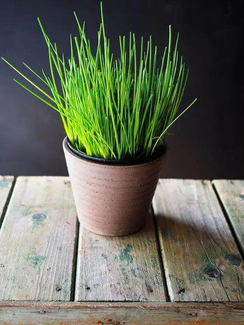 Best Partial Shade Herbs 8