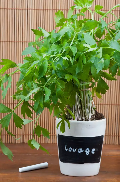 Best Partial Shade Herbs 9