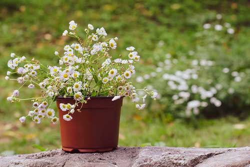 Rosemary Accompanying Species in pot