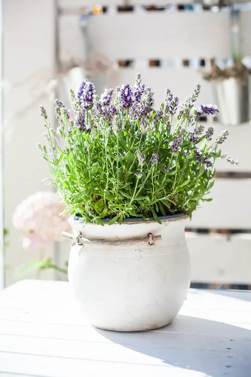 top Houseplants to Improve Your Mental Health