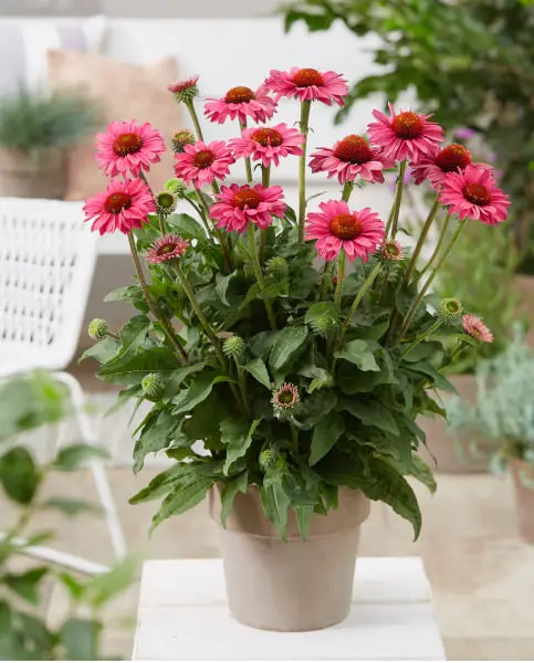 Beauties of Flowers to Enhance Your Skin Tone 