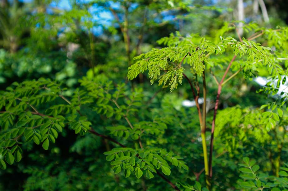 moringa tree