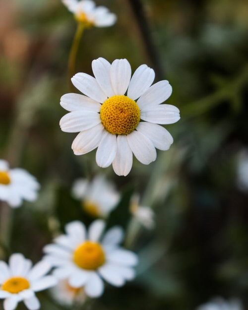 best Flowers That Can Enhance the Beauty of Your Skin 