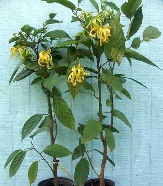 How to Grow YlangYlang Complete Growing Guide