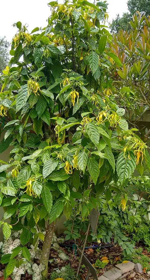 Grow Ylang-Ylang Tree Easily