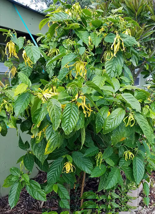 Ylang-Ylang Tree Information