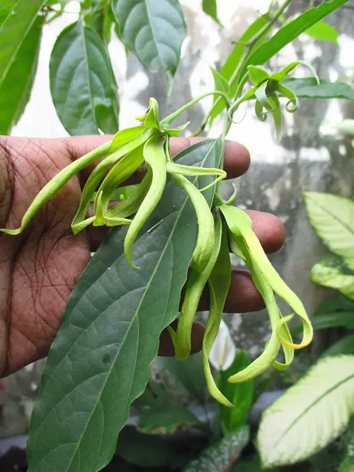 Ylang Ylang Tree Care