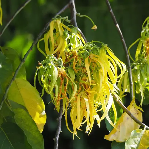 Propagating Ylang Ylang Tree
